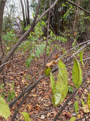 Cephalanthus occidentalis
