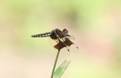 Palpopleura portia