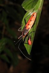 Macrocheraia grandis