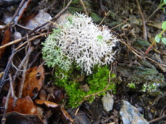 Cladonia rangiformis
