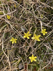 Ranunculus gracilipes