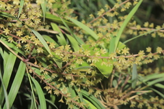 Dioscorea glandulosa