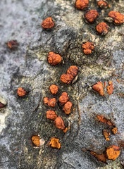 Amphilogia gyrosa