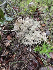 Cladonia rangiformis