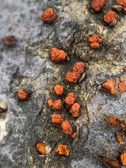 Amphilogia gyrosa