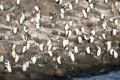 Phalacrocorax fuscescens