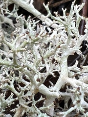 Cladonia rangiformis