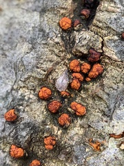 Amphilogia gyrosa
