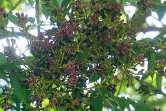 Andira inermis