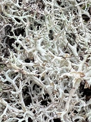 Cladonia rangiformis