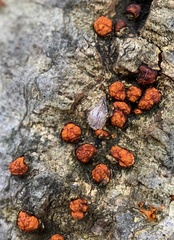 Amphilogia gyrosa
