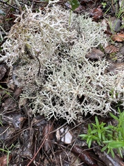 Cladonia rangiformis