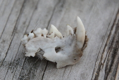 Didelphis virginiana