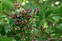 Andira inermis