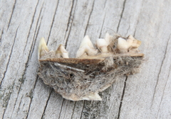 Didelphis virginiana