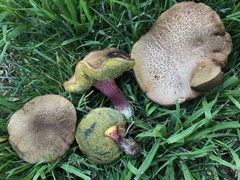 Xerocomellus salicicola