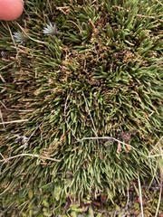 Oreobolus pectinatus