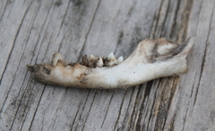 Didelphis virginiana