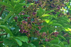 Andira inermis