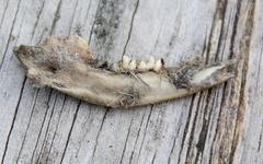 Didelphis virginiana