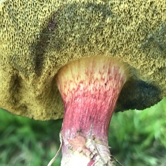 Xerocomellus salicicola