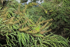 Dioscorea glandulosa