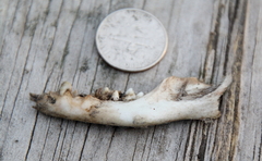 Didelphis virginiana