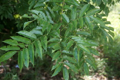 Andira inermis