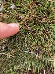 Oreobolus pectinatus