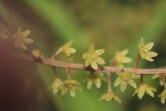 Dioscorea glandulosa