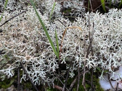 Cladonia rangiformis