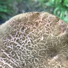 Xerocomellus salicicola