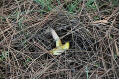Suillus bellinii