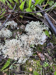 Cladonia rangiformis