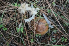 Suillus bellinii