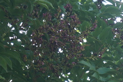 Andira inermis