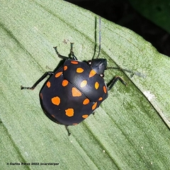 Pachycoris torridus