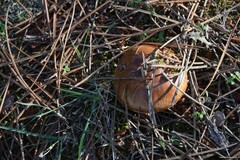 Suillus bellinii