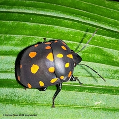 Pachycoris torridus