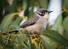 Melithreptus brevirostris
