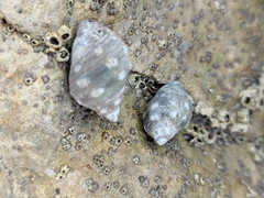 Acanthais brevidentata