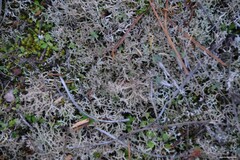 Cladonia rangiformis