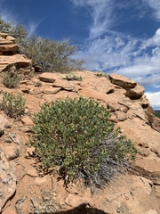 Xanthisma grindelioides