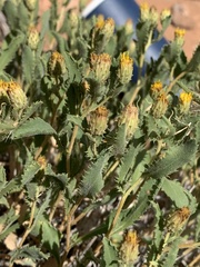 Xanthisma grindelioides