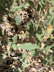 Xanthisma grindelioides