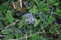 Cladonia rangiformis