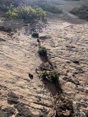 Erigeron kachinensis