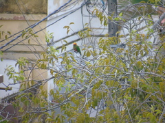 Aratinga auricapillus