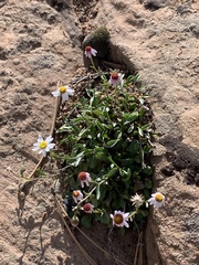 Erigeron kachinensis