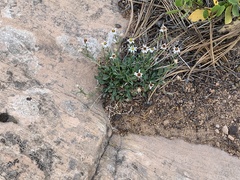 Erigeron kachinensis